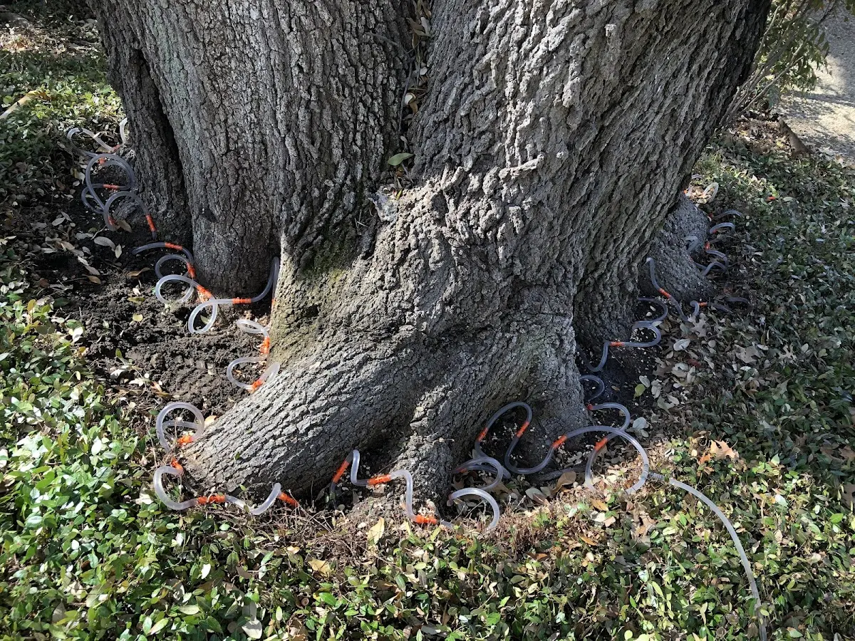 Detailed Tree Cabling and Bracing job site in Floodwood