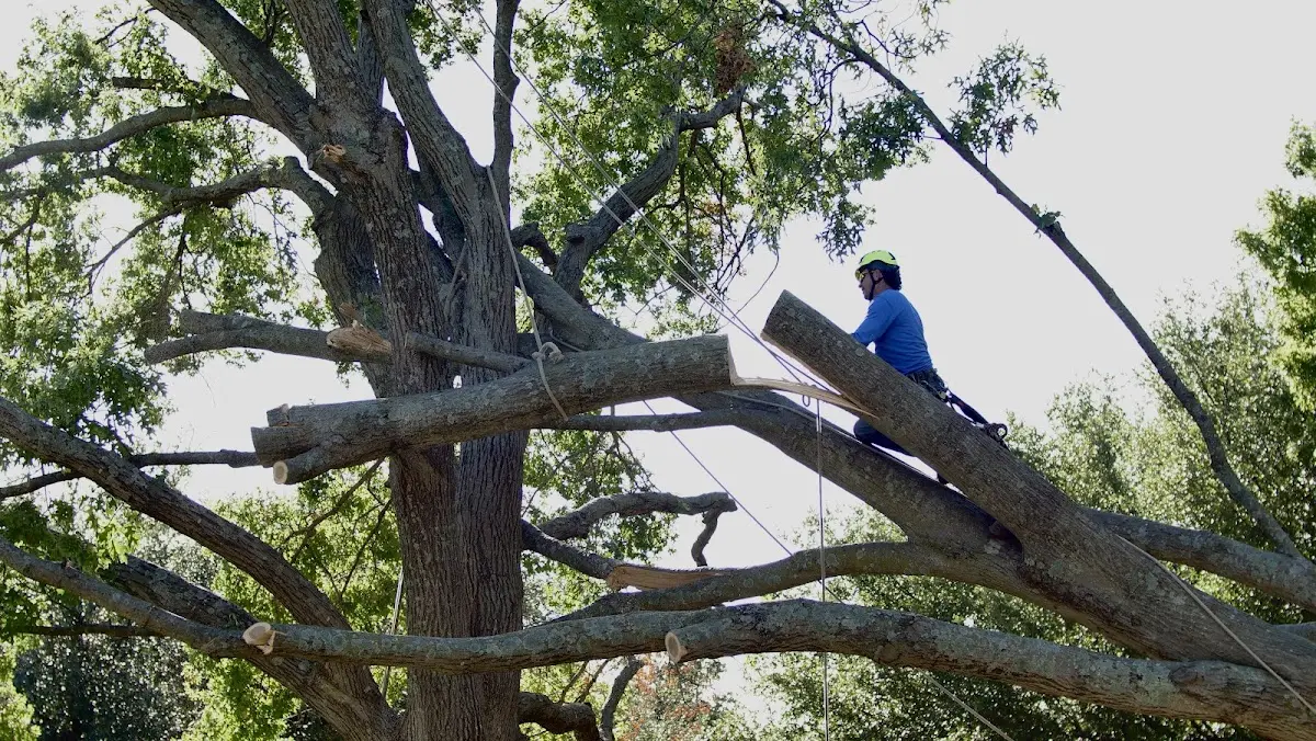 Professional Crown Thinning performed by certified arborists in Floodwood